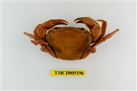 藏品(拉氏清溪蟹)的圖片